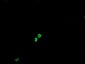 GLB1 / Beta-Galactosidase Antibody (clone 5H2)